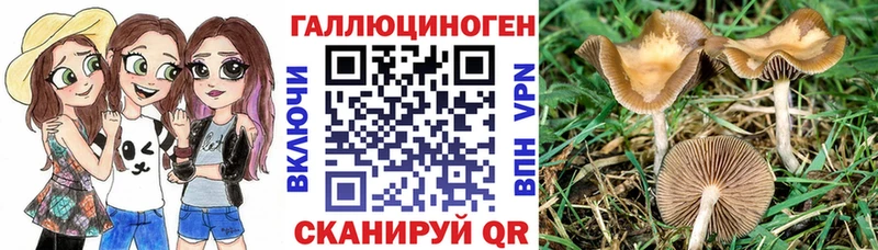 Купить закладки Торопец Псилоцибиновые грибы MAGIC MUSHROOMS